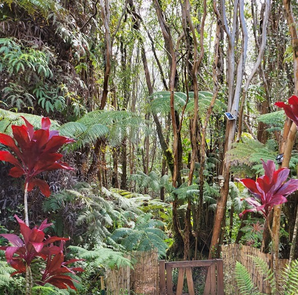 Hilo Rainforest